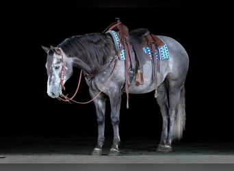 American Quarter Horse, Castrone, 7 Anni, 152 cm, Grigio