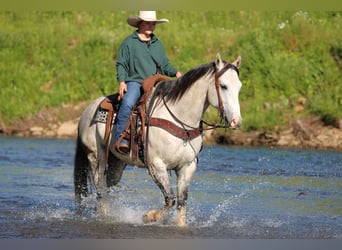 American Quarter Horse, Castrone, 7 Anni, 152 cm, Grigio