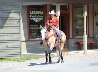 American Quarter Horse, Castrone, 7 Anni, 152 cm, Grigio rossastro