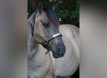 American Quarter Horse, Castrone, 7 Anni, 152 cm, Grullo