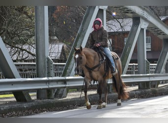 American Quarter Horse, Castrone, 7 Anni, 152 cm, Grullo