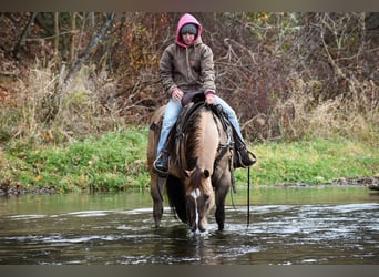 American Quarter Horse, Castrone, 7 Anni, 152 cm, Grullo