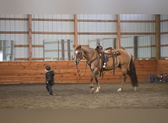 American Quarter Horse, Castrone, 7 Anni, 152 cm, Grullo