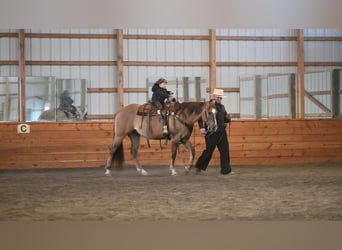 American Quarter Horse, Castrone, 7 Anni, 152 cm, Grullo