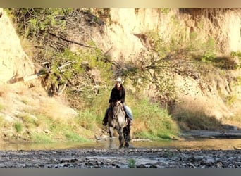 American Quarter Horse, Castrone, 7 Anni, 152 cm, Morello