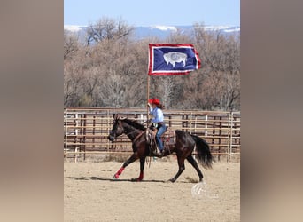 American Quarter Horse, Castrone, 7 Anni, 152 cm, Morello