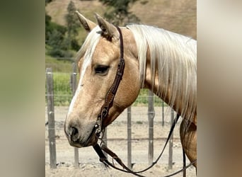 American Quarter Horse, Castrone, 7 Anni, 152 cm, Palomino
