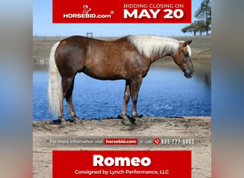 American Quarter Horse, Castrone, 7 Anni, 152 cm, Palomino