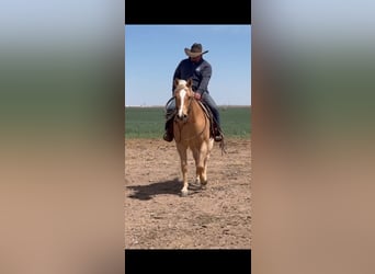American Quarter Horse, Castrone, 7 Anni, 152 cm, Palomino