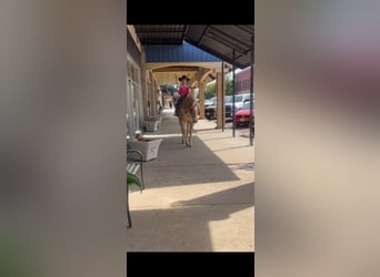 American Quarter Horse, Castrone, 7 Anni, 152 cm, Palomino