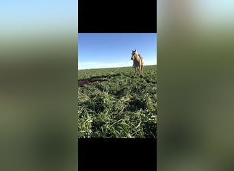 American Quarter Horse, Castrone, 7 Anni, 152 cm, Palomino