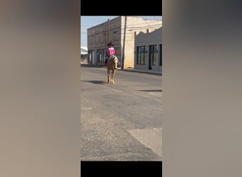 American Quarter Horse, Castrone, 7 Anni, 152 cm, Palomino