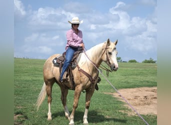 American Quarter Horse, Castrone, 7 Anni, 152 cm, Palomino