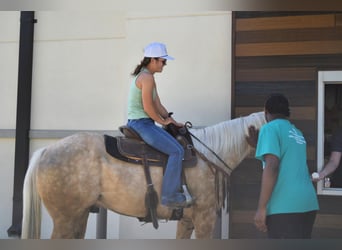 American Quarter Horse, Castrone, 7 Anni, 152 cm, Palomino