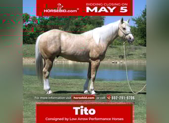 American Quarter Horse, Castrone, 7 Anni, 152 cm, Palomino