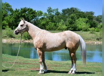 American Quarter Horse, Castrone, 7 Anni, 152 cm, Palomino
