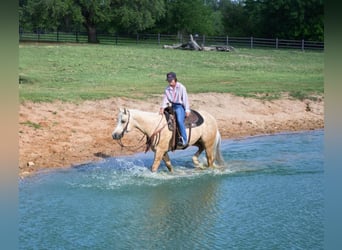 American Quarter Horse, Castrone, 7 Anni, 152 cm, Palomino