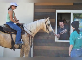 American Quarter Horse, Castrone, 7 Anni, 152 cm, Palomino