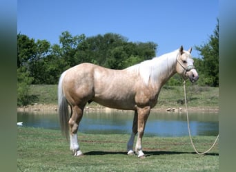 American Quarter Horse, Castrone, 7 Anni, 152 cm, Palomino