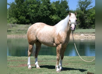 American Quarter Horse, Castrone, 7 Anni, 152 cm, Palomino