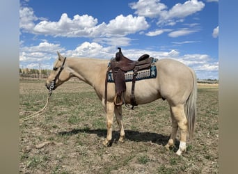 American Quarter Horse, Castrone, 7 Anni, 152 cm, Palomino