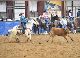 American Quarter Horse, Castrone, 7 Anni, 152 cm, Palomino