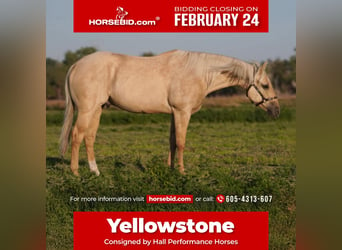 American Quarter Horse, Castrone, 7 Anni, 152 cm, Palomino