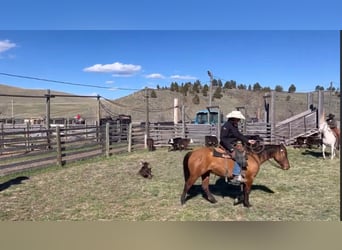 American Quarter Horse, Castrone, 7 Anni, 152 cm, Pelle di daino
