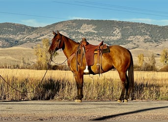 American Quarter Horse, Castrone, 7 Anni, 152 cm, Pelle di daino