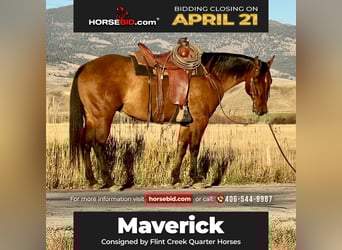 American Quarter Horse, Castrone, 7 Anni, 152 cm, Pelle di daino