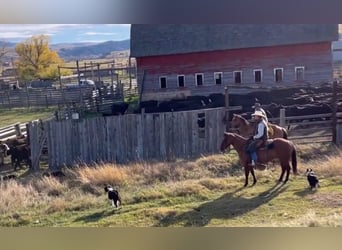American Quarter Horse, Castrone, 7 Anni, 152 cm, Pelle di daino