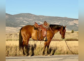 American Quarter Horse, Castrone, 7 Anni, 152 cm, Pelle di daino