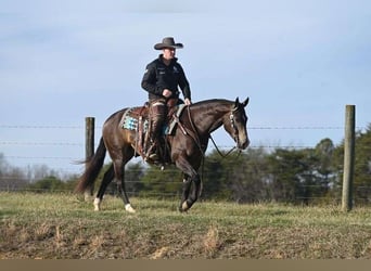 American Quarter Horse, Castrone, 7 Anni, 152 cm, Pelle di daino