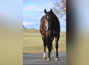 American Quarter Horse, Castrone, 7 Anni, 152 cm, Pelle di daino