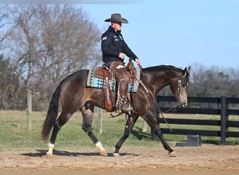 American Quarter Horse, Castrone, 7 Anni, 152 cm, Pelle di daino