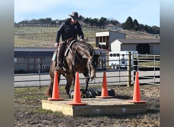 American Quarter Horse, Castrone, 7 Anni, 152 cm, Pelle di daino