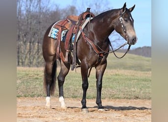 American Quarter Horse, Castrone, 7 Anni, 152 cm, Pelle di daino
