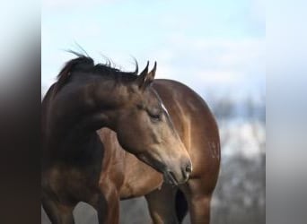 American Quarter Horse, Castrone, 7 Anni, 152 cm, Pelle di daino