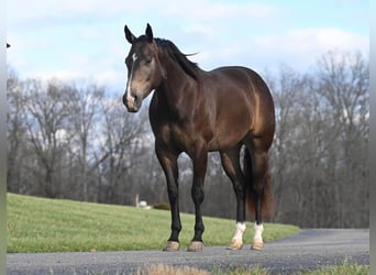 American Quarter Horse, Castrone, 7 Anni, 152 cm, Pelle di daino