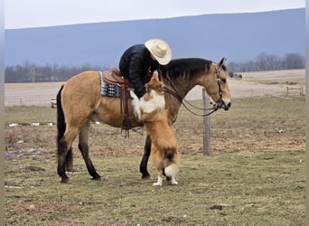 American Quarter Horse Mix, Castrone, 7 Anni, 152 cm, Pelle di daino