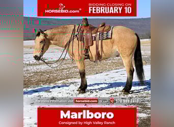 American Quarter Horse Mix, Castrone, 7 Anni, 152 cm, Pelle di daino