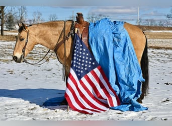 American Quarter Horse Mix, Castrone, 7 Anni, 152 cm, Pelle di daino