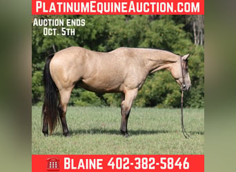 American Quarter Horse, Castrone, 7 Anni, 152 cm, Pelle di daino