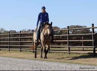 American Quarter Horse, Castrone, 7 Anni, 152 cm, Pelle di daino