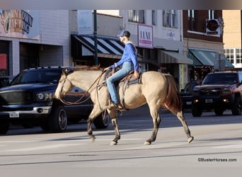 American Quarter Horse, Castrone, 7 Anni, 152 cm, Pelle di daino