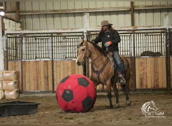 American Quarter Horse, Castrone, 7 Anni, 152 cm, Pelle di daino