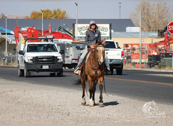 American Quarter Horse, Castrone, 7 Anni, 152 cm, Pelle di daino