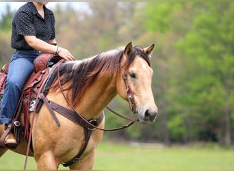 American Quarter Horse, Castrone, 7 Anni, 152 cm, Pelle di daino