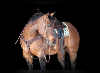 American Quarter Horse, Castrone, 7 Anni, 152 cm, Pelle di daino