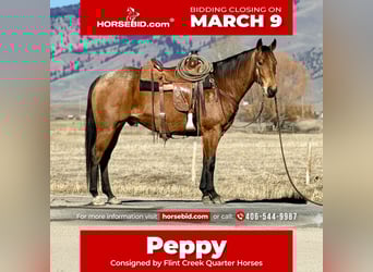 American Quarter Horse, Castrone, 7 Anni, 152 cm, Pelle di daino